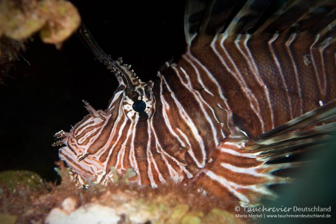 2018_03_Bonaire (100)