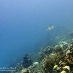 Adlerrochen, Den Laman, Tauchen auf Bonaire, Tauchrevier Deutschland auf Reisen