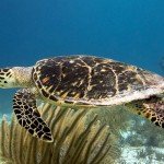 Schildkröte, Den Laman, Tauchen auf Bonaire, Tauchrevier Deutschland auf Reisen