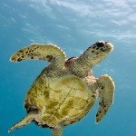 Schildkröte, Den Laman, Tauchen auf Bonaire, Tauchrevier Deutschland auf Reisen