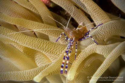 2018_03_Bonaire (110)