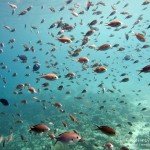 Fischschwarm, Den Laman, Tauchen auf Bonaire, Tauchrevier Deutschland auf Reisen