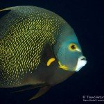 French Angelfish, Den Laman, Tauchen auf Bonaire, Tauchrevier Deutschland auf Reisen