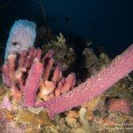 Schwämme, Den Laman, Tauchen auf Bonaire, Tauchrevier Deutschland auf Reisen