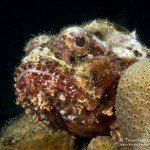 Scorpionfisch, Den Laman, Tauchen auf Bonaire, Tauchrevier Deutschland auf Reisen