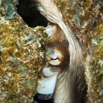 Octopus, Den Laman, Tauchen auf Bonaire, Tauchrevier Deutschland auf Reisen