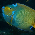 Queen Angelfisch, Den Laman, Tauchen auf Bonaire, Tauchrevier Deutschland auf Reisen