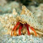 Hermit Crab, Den Laman, Tauchen auf Bonaire, Tauchrevier Deutschland auf Reisen