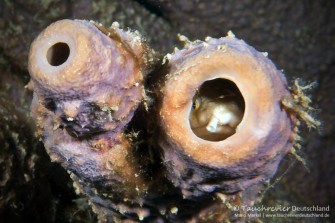 2018_03_Bonaire (129)