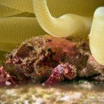 Krabbe, Den Laman, Tauchen auf Bonaire, Tauchrevier Deutschland auf Reisen