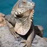 Leguan, Den Laman, Tauchen auf Bonaire, Tauchrevier Deutschland auf Reisen