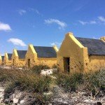 Yellow SlaveDen Laman, Tauchen auf Bonaire, Tauchrevier Deutschland auf Reisen