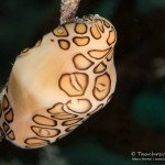 Flamingozunge, Eischnecke, Den Laman, Tauchen auf Bonaire, Tauchrevier Deutschland auf Reisen