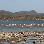Flamingos, Den Laman, Tauchen auf Bonaire, Tauchrevier Deutschland auf Reisen