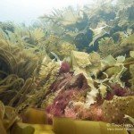 Kelp, Tauchen in Grönland, Eisbergtauchen, Tasiilaq