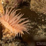 Anemone, Tauchen in Grönland, Eisbergtauchen, Tasiilaq