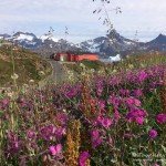 Blumenmeer, Sommer, Tauchen in Grönland, Eisbergtauchen, Tasiilaq
