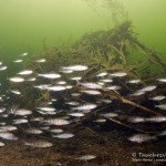 Flussbarsche, Tauchen im Stienitzsee, Tauchen in Brandenburg