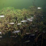 Flussbarsch am Süßwasserschwamm, Tauchen im Stienitzsee, Tauchen in Brandenburg