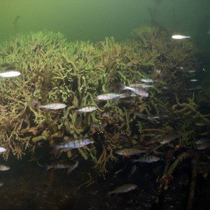 Flussbarsch am Süßwasserschwamm