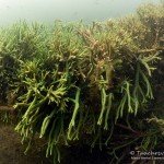 Süßwasserschwamm, Tauchen im Stienitzsee, Tauchen in Brandenburg