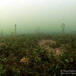 Brunnenmoos, Quellmoos, Tauchen im Stienitzsee, Tauchen in Brandenburg