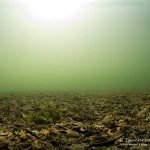 Muschelbank, Tauchen im Stienitzsee, Tauchen in Brandenburg