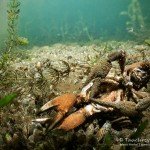 Paarende Kamberkrebse, Tauchen im Stienitzsee, Tauchen in Brandenburg