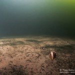 Seegrund mit Teichmuschel, Tauchen im Stienitzsee, Tauchen in Brandenburg