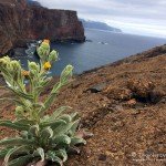 Ponta de São Lourenço, Tauchen auf Madeira, Tauchen im Atlantik, Manta Diving Madeira