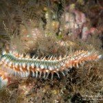 Feuerwurm, Tauchen auf Madeira, Tauchen im Atlantik, Manta Diving Madeira