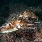 Sepien, Tauchen auf Madeira, Tauchen im Atlantik, Manta Diving Madeira,