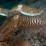 Sepien, Tauchen auf Madeira, Tauchen im Atlantik, Manta Diving Madeira,