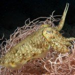 Sepien, Tauchen auf Madeira, Tauchen im Atlantik, Manta Diving Madeira,