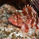 Skorpionfisch, Tauchen auf Madeira, Tauchen im Atlantik, Manta Diving Madeira