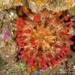 Keulenanemone, Tauchen auf Madeira, Tauchen im Atlantik, Manta Diving Madeira,