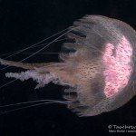 Qualle, Tauchen auf Madeira, Tauchen im Atlantik, Manta Diving Madeira