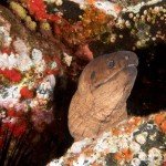 Muräne, Tauchen auf Madeira, Tauchen im Atlantik, Manta Diving Madeira,