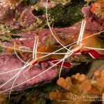 Weißband-Putzergarnele, Tauchen auf Madeira, Tauchen im Atlantik, Manta Diving Madeira