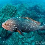 Zackenbarsch, Tauchen auf Madeira, Tauchen im Atlantik, Manta Diving Madeira