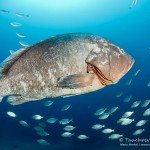 Zackenbarsch, Tauchen auf Madeira, Tauchen im Atlantik, Manta Diving Madeira