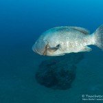 Zackenbarsch, Tauchen auf Madeira, Tauchen im Atlantik, Manta Diving Madeira