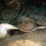 Rochen, Tauchen auf Madeira, Tauchen im Atlantik, Manta Diving Madeira,