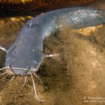 Europäischer Wels, Waller, Silurus glanis, Tauchen in Deutschland, Tauchrevier Deutschland