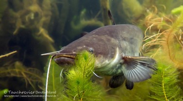 europaeischer-wels-silurus-glanis-116