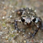 Junge Erdkröte, Erdkröte (Bufo bufo)