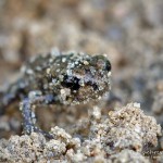 Junge Erdkröte, Erdkröte (Bufo bufo)