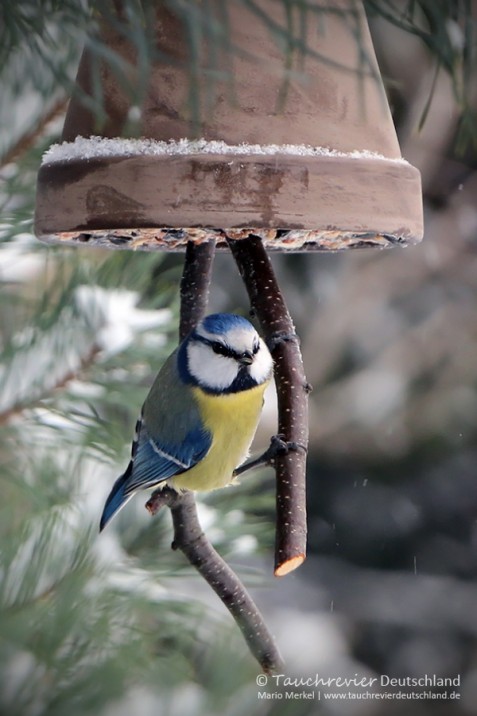 IMG_7346_2016_01_06_Blaumeise