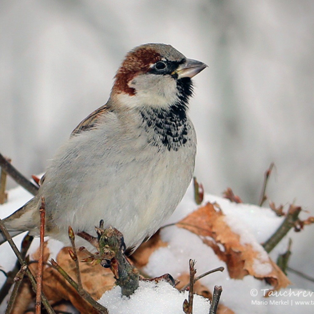 Wintervögel im Garten Tauchrevier Deutschland