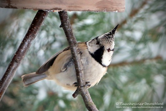 IMG_7379_2016_01_06_Haubenmeise